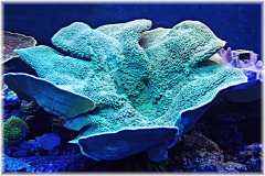 Aquarienverein Viersen
