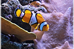 P1130025-2
