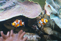 Aqua_IMG_1115