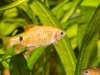 Frechen_Foto_13