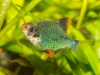 Frechen_Foto_14