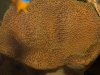 Frechen_Foto_16