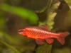 Frechen_Foto_3