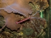 Frechen_Foto_7
