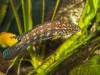 Frechen_Foto_9